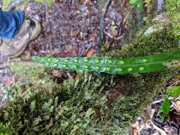 Image result for Lepisorus excavatus