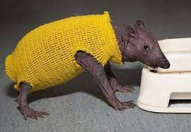 Bald Hedgehog Cute Animal Pictures Animal Pictures Cute Animals