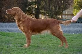 Image result for německý křepelák postava