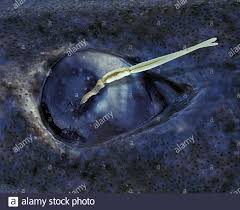 Die meisten beobachteten grönlandhaie waren etwa 2,44 bis 4,8 m lang und wiegen bis zu 400 kg. Gronlandhai Augenparasit Ommatokoita Elongata Es Handelt Sich Um Ein Parasites Copepod Das Haufig Dauerhaft An Den Hornhaut Des Angebracht Ist Stockfotografie Alamy