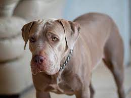 Blue Fawn Pitbull Breed Info Pictures Traits Facts Doggie Designer