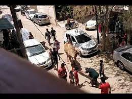 Beautyful_camel_qurbani _ উট_জবাই_করা plz subscribe my channel thank you camel qurbani ( part 1). Camel Qurbani Part 2 Youtube