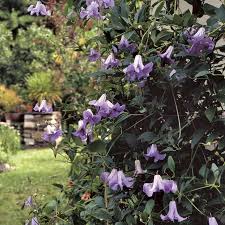 Image result for Clematis villosa