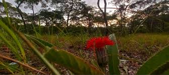 Image result for Pleiotaxis