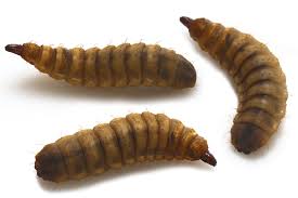 愛と憎しみのアメリカミズアブ: たきぽろりん