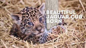Beautiful Jaguar Cub Born Youtube