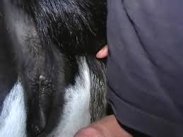 Male fucks the cow for money