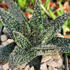 Image result for Aloe welwitschii