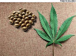 Resultado de imagem para sementes de maconha