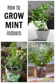 How To Grow Mint Indoors 3 Growing Methods For Year Round Harvests Growing Mint Growing Herbs Indoors Growing Vegetables Indoors