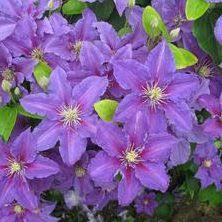 Maroon is a popular color choice in uniforms for both schools and sporting teams, where it's often paired with. Clematis Kivirist Ristmagi Kiefer Nursery Trees Shrubs Perennials