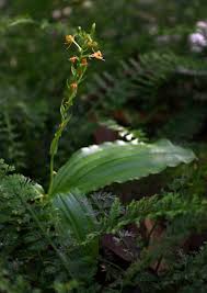 Image result for Liparis bowkeri