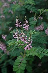 Image result for Indigofera roseo-caerulea