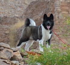 Resultado de imagen para akita