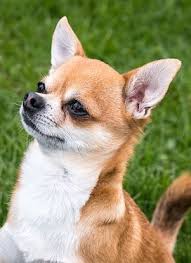 First, you have the choice of feeding a dry kibble or wet food. 7 Best Dog Foods For Chihuahuas Powering Your Pint Sized Pup