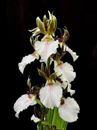 Image result for Eulophia guineensis