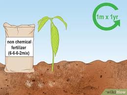 7 المانجو الخضراء في المنام للعزباء : ÙƒÙŠÙÙŠØ© Ø²Ø±Ø§Ø¹Ø© Ø´Ø¬Ø±Ø© Ø§Ù„Ù…Ø§Ù†Ø¬Ùˆ ØµÙˆØ± ØªÙˆØ¶ÙŠØ­ÙŠØ© Wikihow