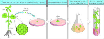 Tissue Culture In Plants Plant Tissue Propagating Plants Propagation