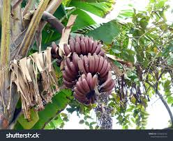 Image result for Musa acuminata
