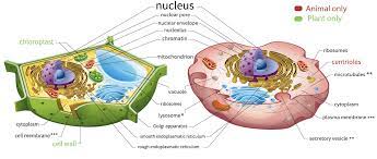 Check spelling or type a new query. Https Learningcenter Unt Edu Sites Default Files Transcript 20 20tour 20of 20the 20cell Pdf