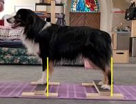 Physical Dog Fall 2026 — AMMEC