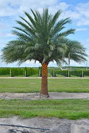 Some palms like a lot of sun and warm climate, others prefer shade and can tolerate cold palms can be separated by leaf shape, trunk type, flower, fruits and size. Sylvester Palm Cherrylake