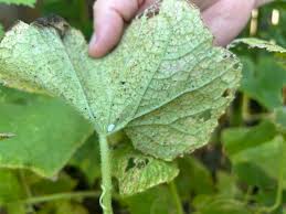 Image result for Mealybug cucumber