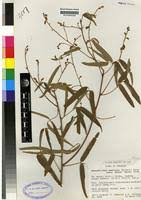 Image result for Adenodolichos