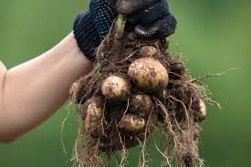 Die kartoffelspalten mit der haut nach unten auf ein backblech legen und im vorgeheizten ofen bei 215 grad (umluft 190 grad) auf der 2. Kartoffeln Ernten Vorgehen Erntezeit Plantura