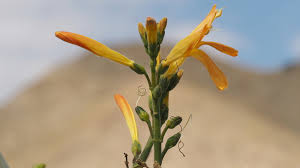 Image result for Justicia bolomboensis