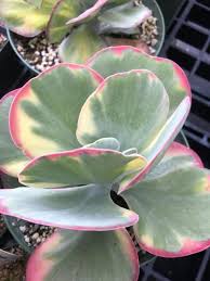 Kalanchoe Luciae Fantastic Mother Of Thousands Related Succulent Plant Variegated Flapjack Plant Succulents Plants Planting Succulents