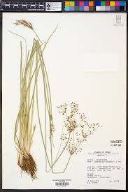 Image result for Fimbristylis quinquangularis