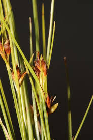 Image result for Rhynchospora gracillima