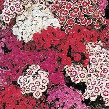 Pin On Backyard Ideas