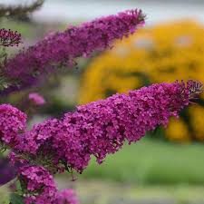 Image result for buddleia davidii