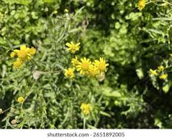 Image result for Senecio madagascariensis