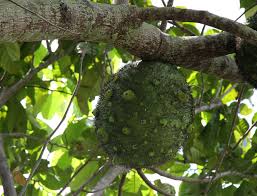 Image result for Treculia