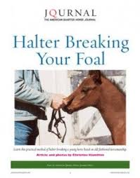 Training Your Own Foal Is A Special Experience But Not One To Be Taken Lightly His First Experiences Will Affect The Way He Looks At Horses Baby Horses Foals