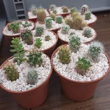 They're pretty darn easy to if you like to have a little double entendre action going on in your puns where you can, these are obviously are there any names in this list you thought were perfect for a little baby cactus you've got at home? Preparing Baby Cacti For Selling Cactus