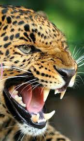 Follow Devonbbeck Wildlife Photography Nature Landscape Wanderlust Adventure Travel Outdoors Forest Woods Beach Animals Animals Beautiful Animals Big Cats
