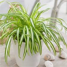 2.1 how to identify scale in houseplants & soil? How To Grow Spider Plants Indoors Successfully Its Care House Plants Indoor Plants Spider Plants