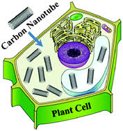 We did not find results for: Nanobiotechnology Meets Plant Cell Biology Carbon Nanotubes As Organelle Targeting Nanocarriers Rsc Advances Rsc Publishing