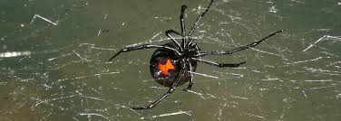 Black widow spider venom can be deadly but how likely are you to be bitten? Black Widow Control And Prevention Earthkind