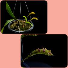 Image result for Angraecum sacciferum