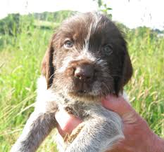 The german wirehaired pointer club (united kingdom). Magnificent German Wirehaired Pointer Pups Cowbridge Vale Of Glamorgan Pets4homes