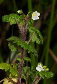 Image result for Ardisiandra wettsteinii