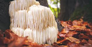 Lion's mane mushroom (hericium erinaceus) grows abundantly throughout north america, europe it's important to understand too that memory is innately tied to how neurons and nerves function in the brain. Lion S Mane Mushroom Benefits Uses Recipes And Side Effects Dr Axe