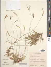 Image result for Chrysochloa