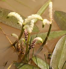 Image result for Aponogeton desertorum