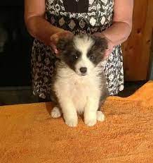 Litter Of 5 Border Collie Puppies For Sale In Meadowview Va Adn 35170 On Puppyfinder Com Gende Collie Puppies Puppies For Sale Border Collie Puppies For Sale